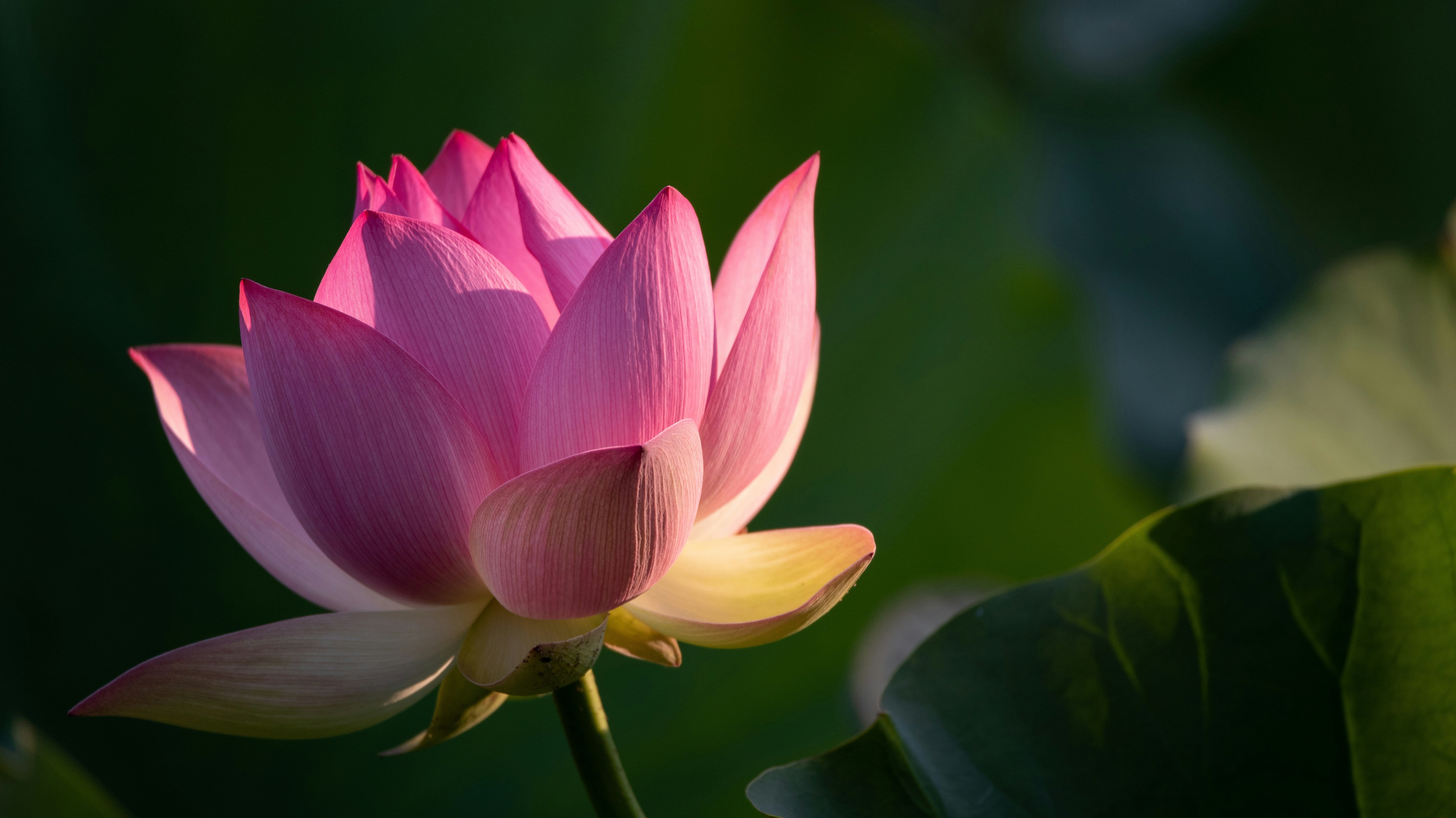 The Meaning of the Lotus Flower: Symbolism, History, and Spiritual Significance