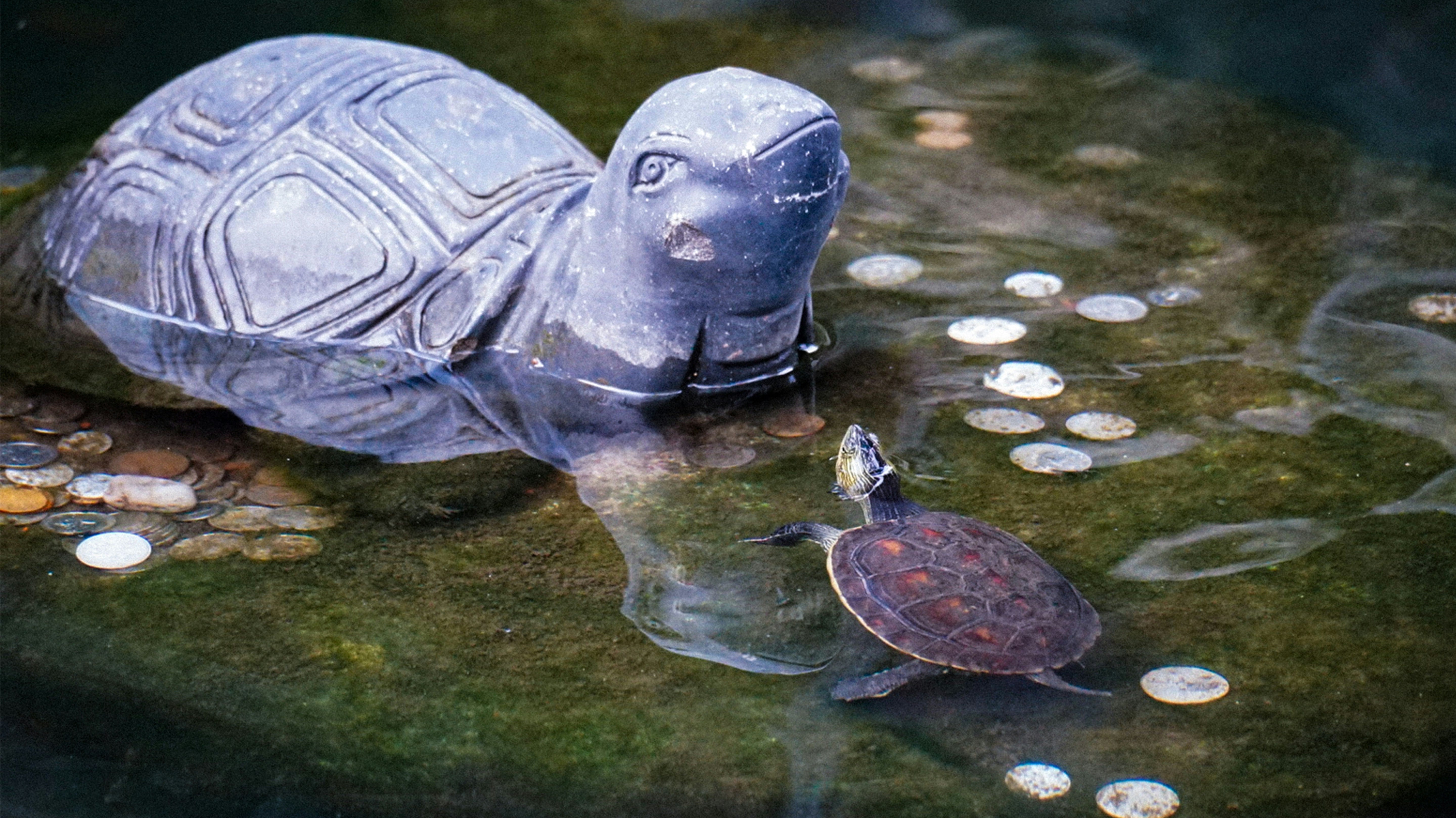 Turtle Spiritual Meaning Across the World in 2025