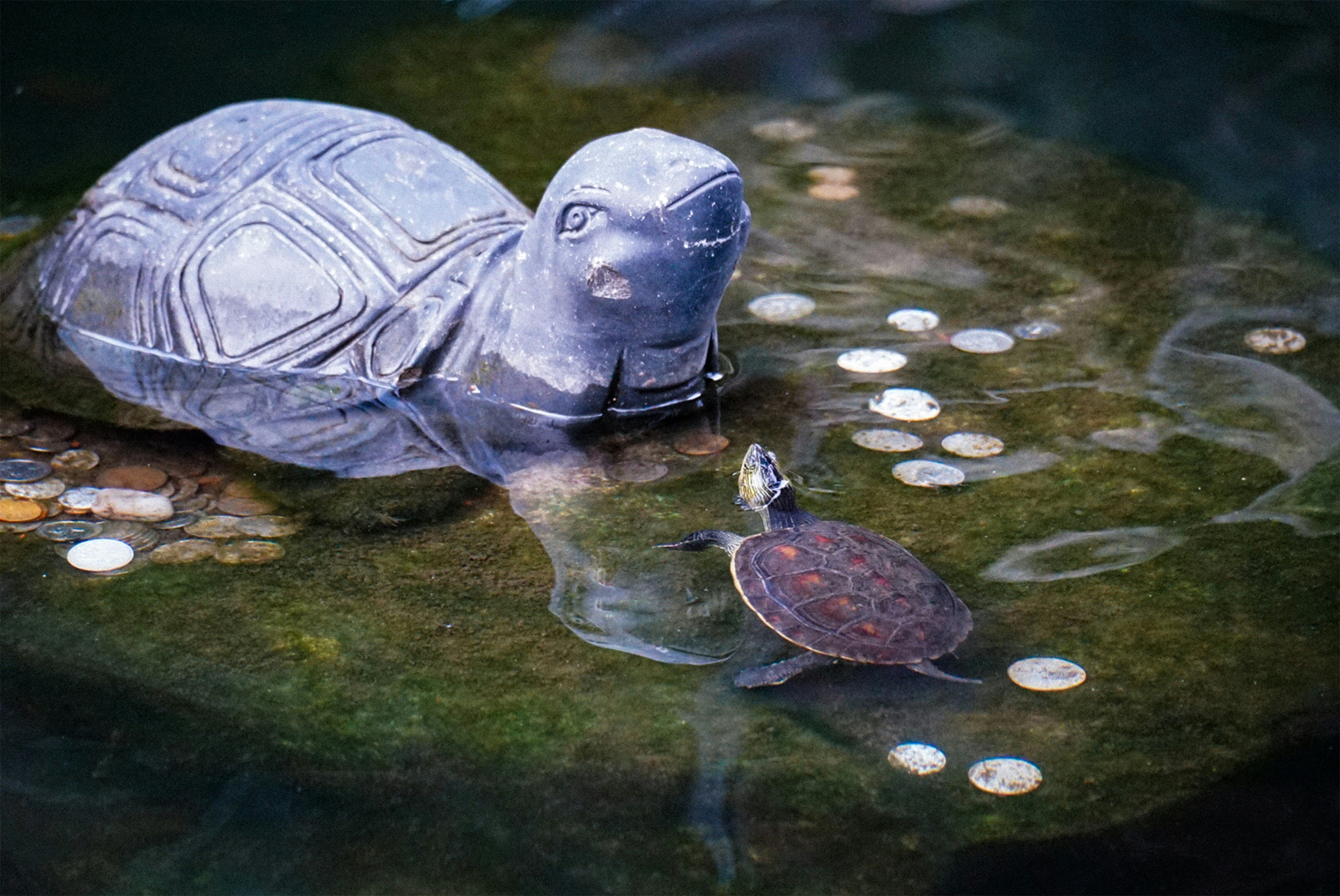 Turtle Spiritual Meaning Across the World in 2025